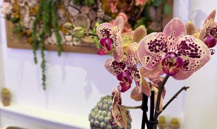 Thaiwellness  : Institut de beauté à Strasbourg
