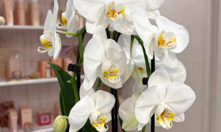 Les secrets d'orchidée : Manucure à Martignas-sur-Jalle