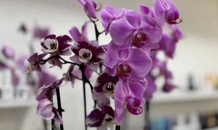 Camille Ongles  : Institut de beauté à Paris