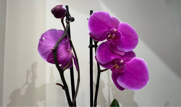 Salon 3 Rue D’Argenteuil 