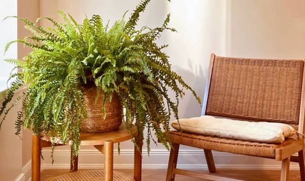 Kala Studio - Sohra Niazy 