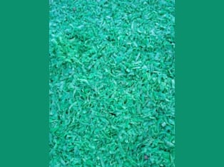 Green PP Chips from Corrugated