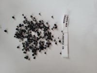 GPPS regranulate - mixed