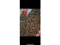 pet-pellets2