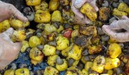 Dobre rezultaty testów biopochodnego