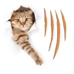 Ampacet extends ScratchShield…