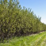 A new cash flow to local farmers