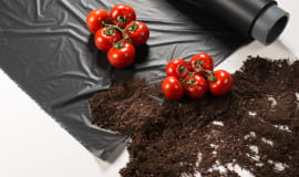 Bessere Böden, höhere Erträge und mehr Geschmack für Tomaten