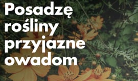 BASF Polska partnerem kampanii Zielona wstążka #DlaPlanety 2020