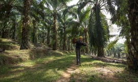 BASF rozszerza portfolio surfaktantów certyfikowanych przez RSPO
