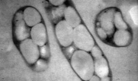Polacy badają biopolimery wytwarzane przez bakterie