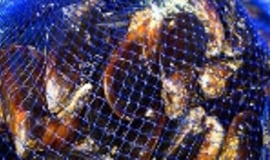 Sieci z dodatkiem Biomaster eliminują choroby ryb