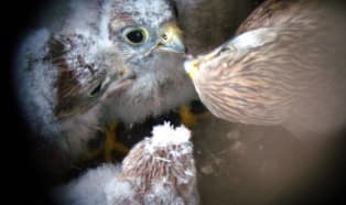 Anwil, Rokita i Zakłady Azotowe