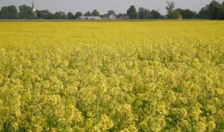 Biodegradowalne torby nie ulegają całkowitej degradacji, czyli raport do poprawki