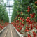 Novel Tinuvin NOR light and heat stabilizer for high end agricultural plastics