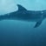 Global Alliance to End Plastic