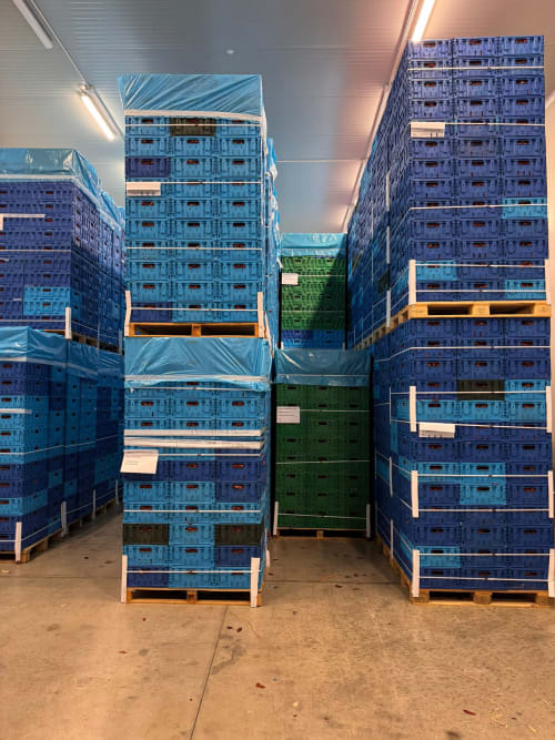 Transport i składowanie wielokrotnego użytku skrzynek Tosca w Fiordelisi