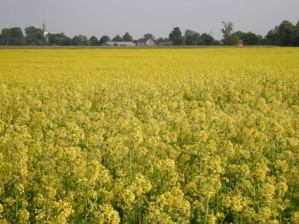 Polscy naukowcy potwierdzili działanie oksy-biodegradacji.