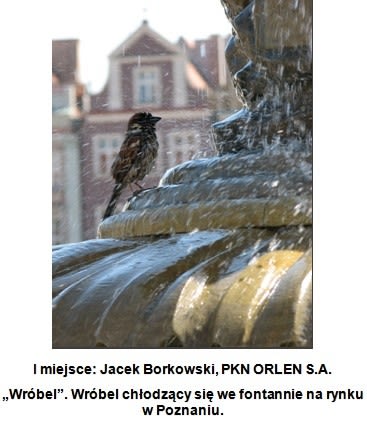 Złap Zająca