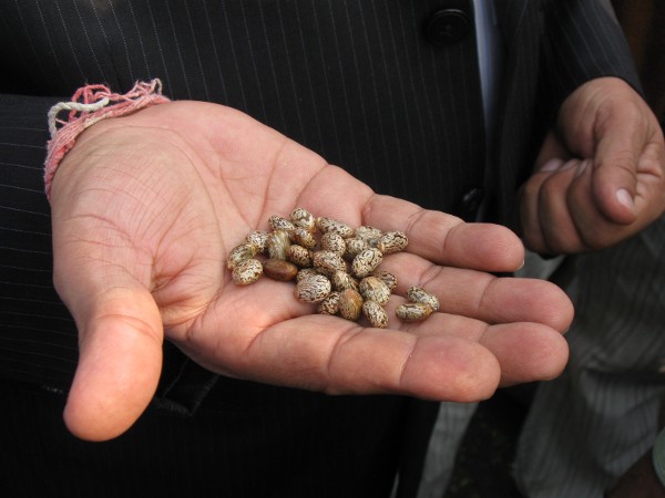 Castor beans