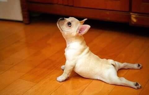 Couch Stretch
