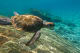 Curacao Green Sea turtle swimming, Willemstad, Curacao