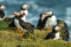 Iceland Puffins, Heimaey coast, South Iceland