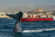Los Cabos Tail fluke while whale watching in Los Cabos, Mexico
