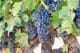 Napa Valley & Sonoma Wine grapes in Napa Valley