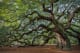 Charleston Southern live oak near Charleston