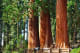 John Muir Lodge Sequoias