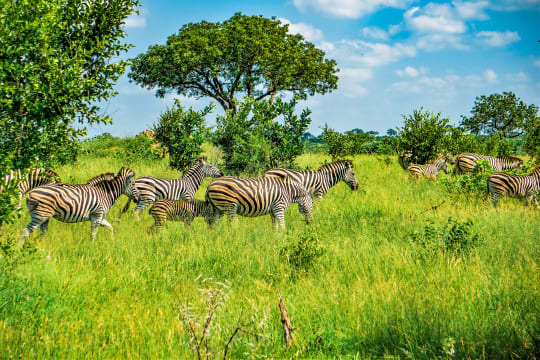 Zebras in South Africa