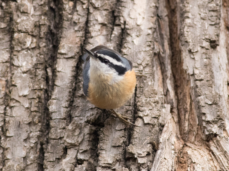 Support Seattle Audubon Birdathon 2023 PledgeIt for Charities