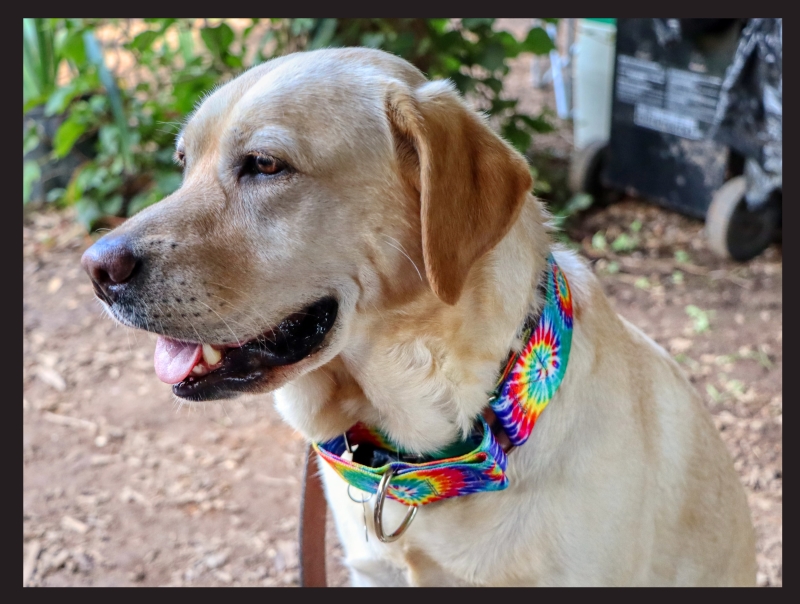 Patty, Barbara, and Linda