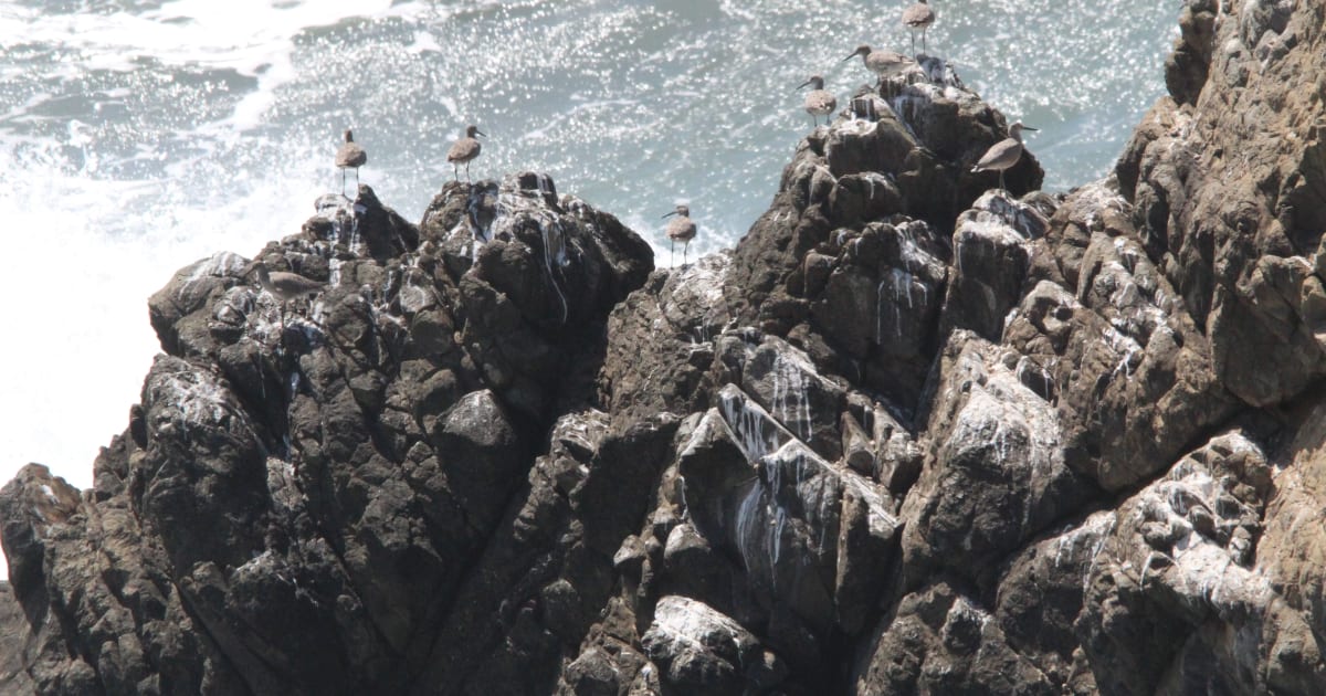 Support Stork Raven Mad - Golden Gate Bird Alliance Birdathon 2023 ...