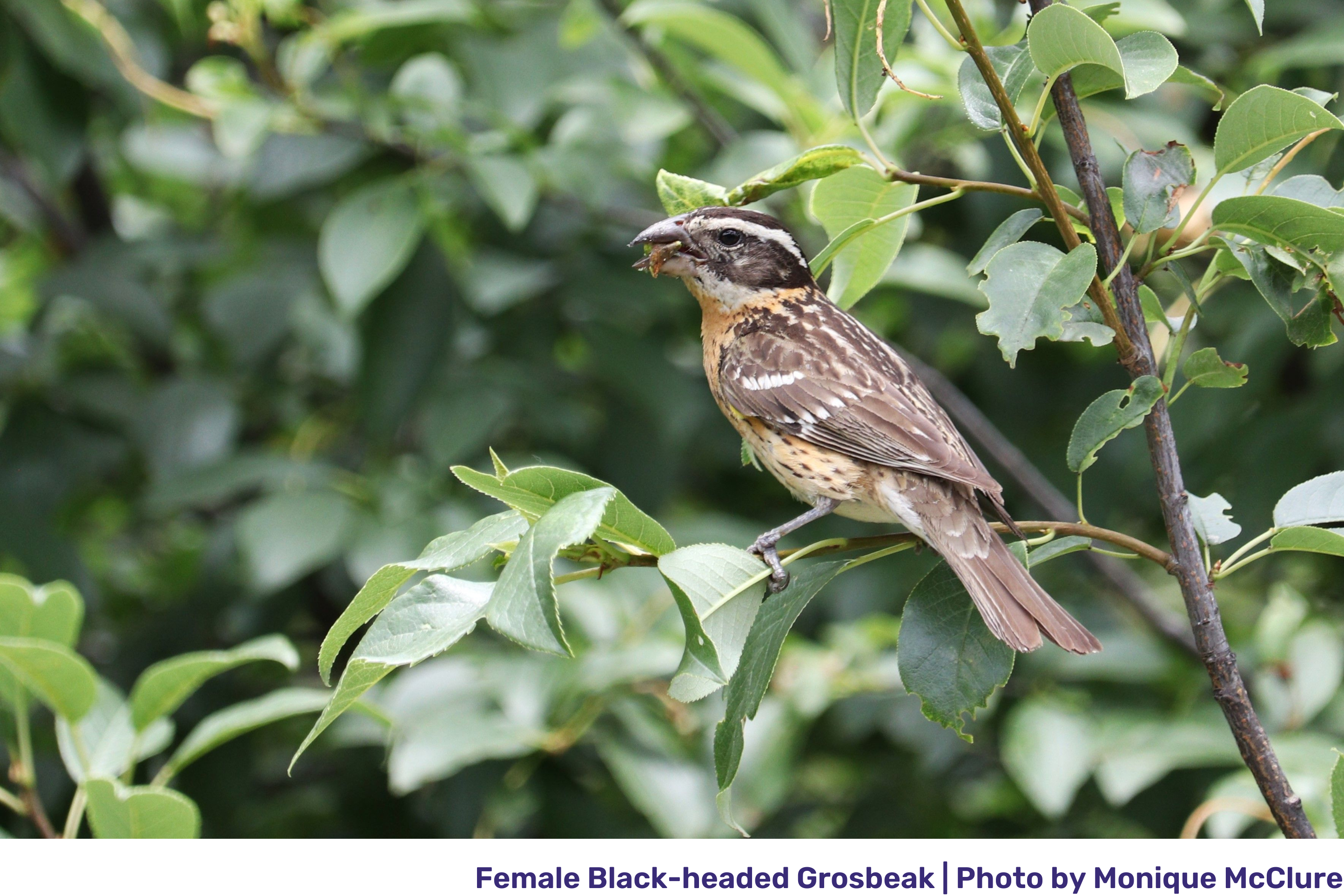 female black-headed grosbeak perches on a green leafy branch with a bug in its mouth.png