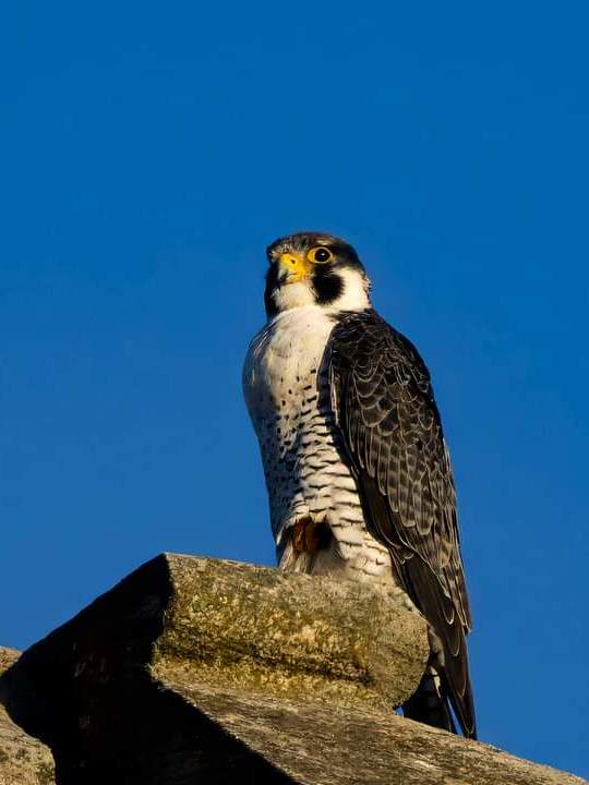 Peregrine Falcon S.jpg