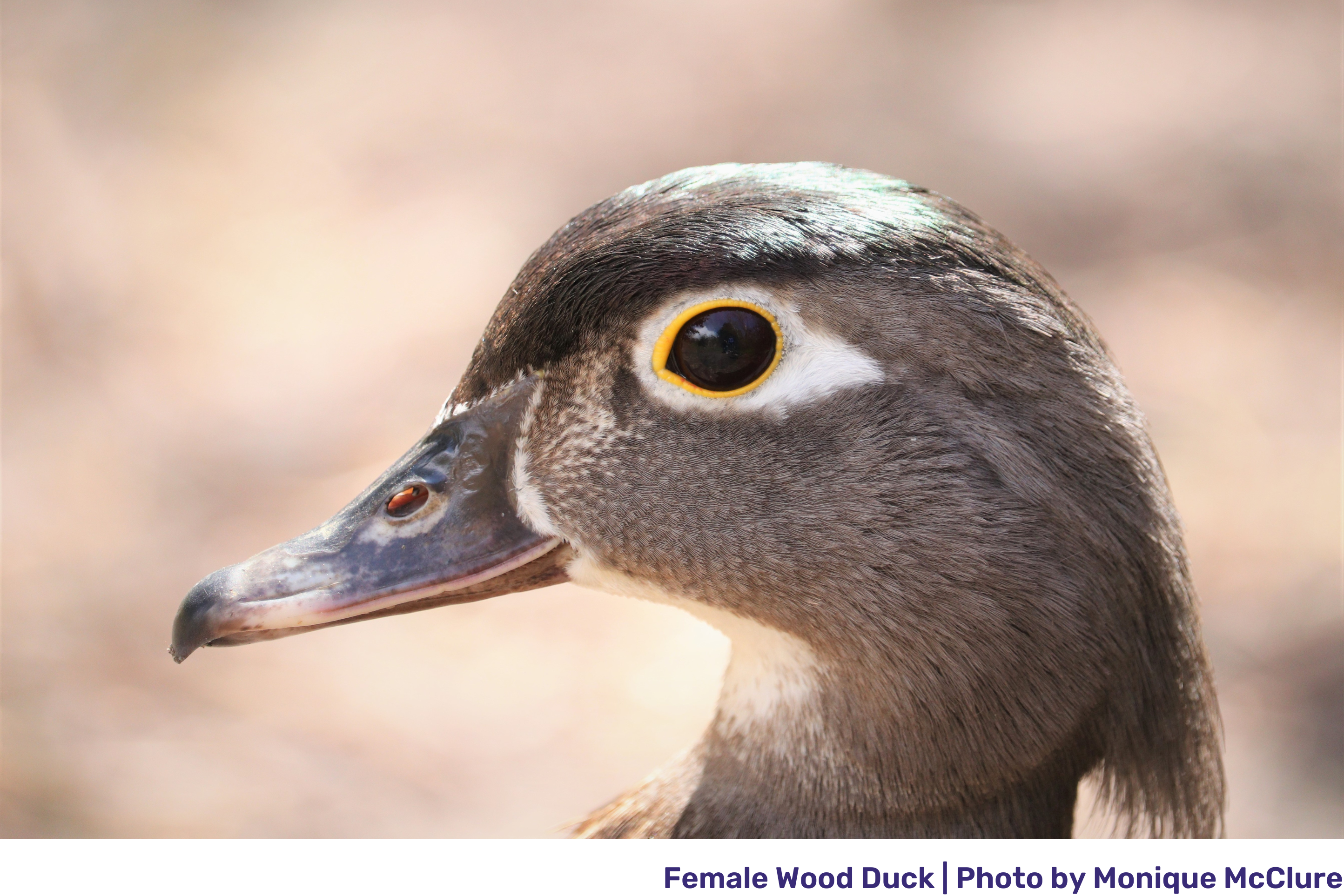 close up view of female wood duck.png