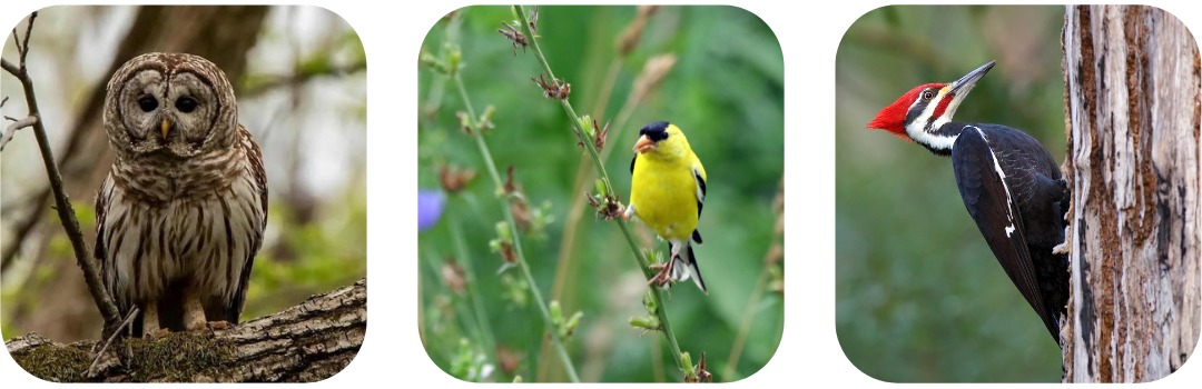 Bird photos.png