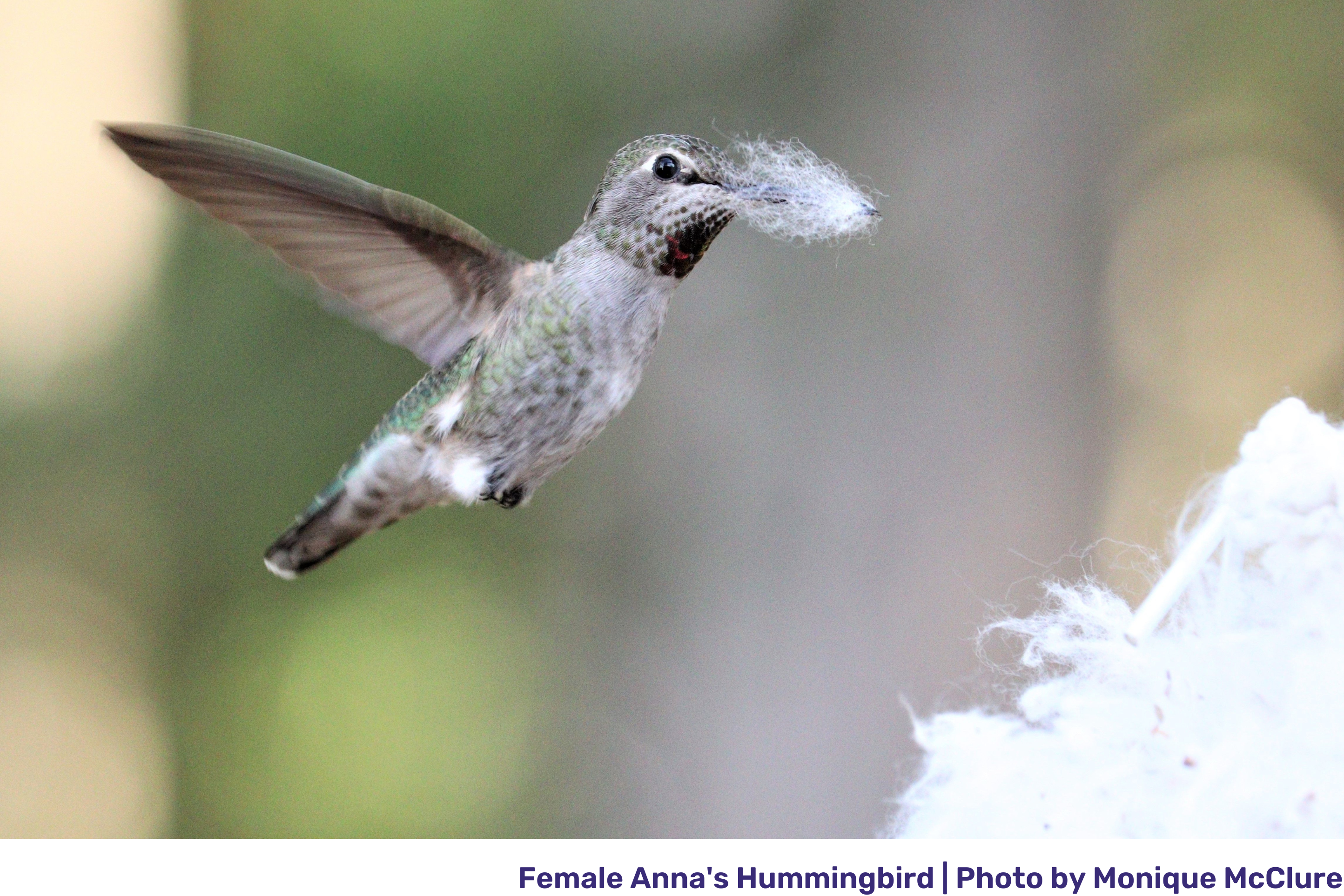 female anna's hummingbird collectingn nesting material.png