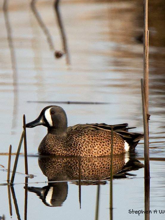 Blue-winged Teal S.jpg