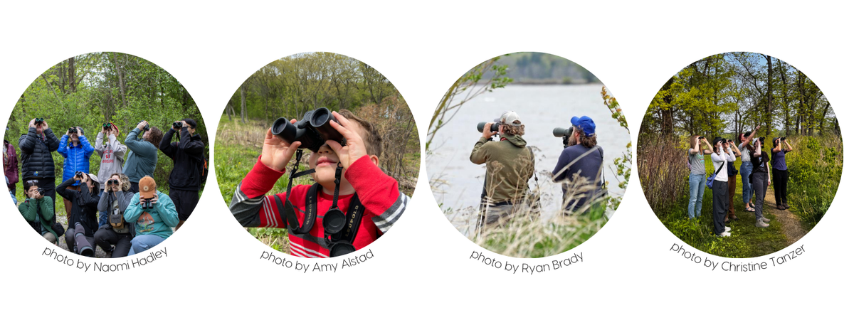 Birdathon merch banner (3).png