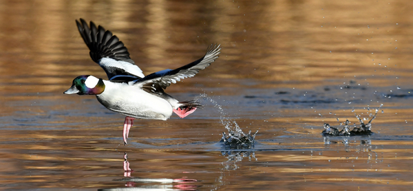 Bufflehead_Vaughn Larsen_Audubon Photography Awards.png