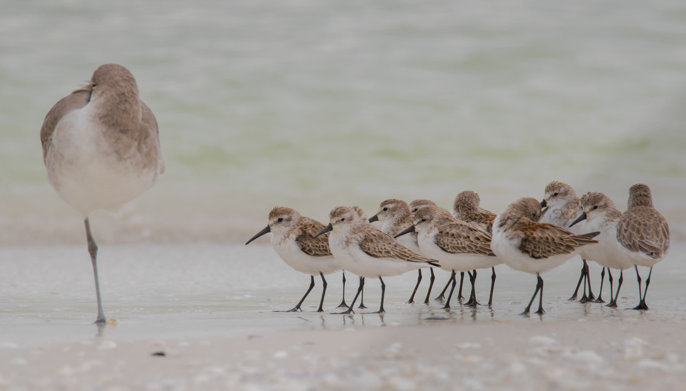 Aud_APA-2016_Willet-Dunlin_Western-Sandpiper_Photo-Jean-Hall (1).jpg