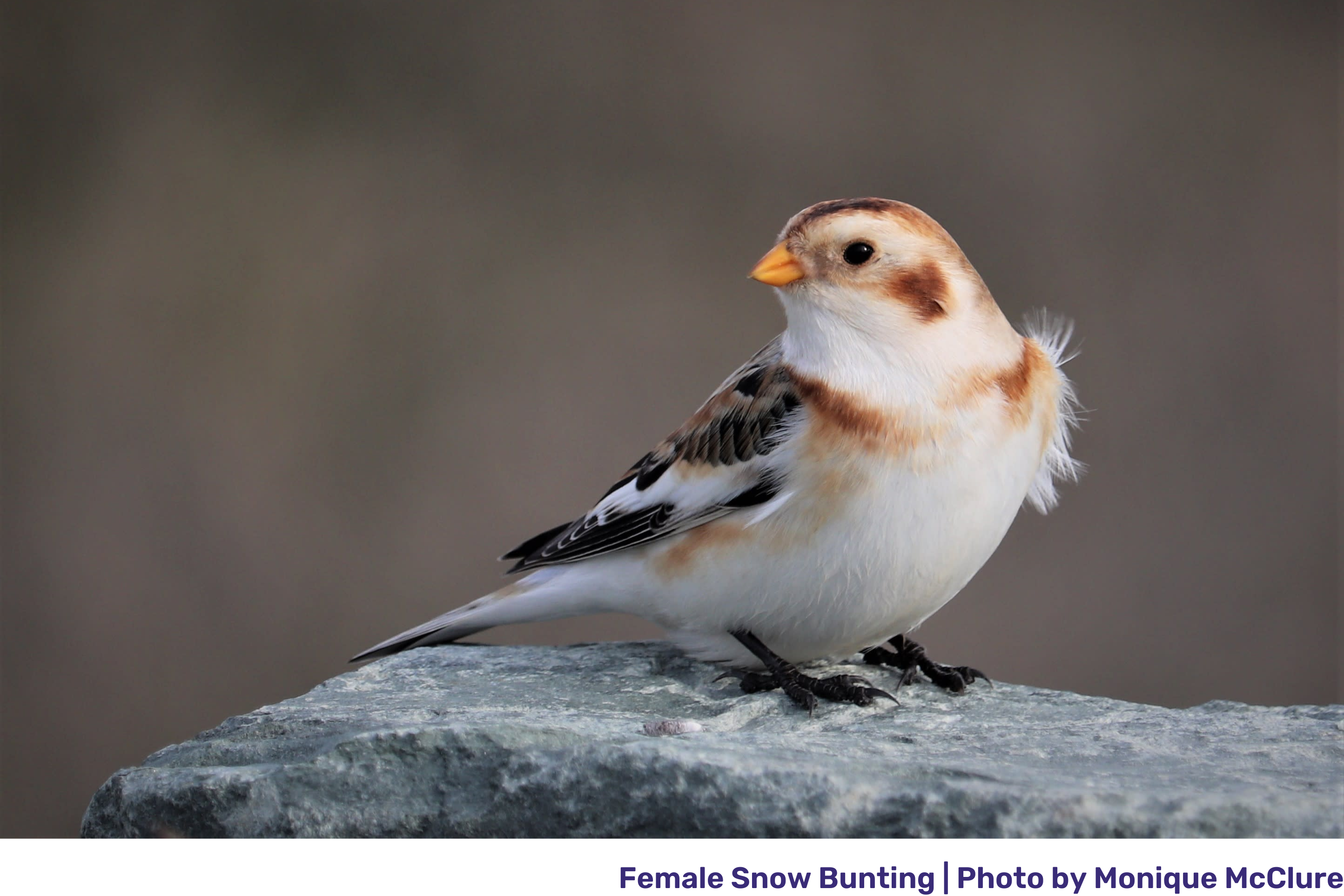 female snow bunting perches on a rock.png