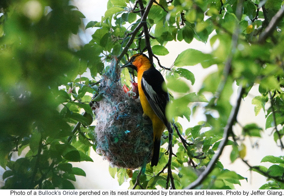 Bullock_Oriole_Nest.png