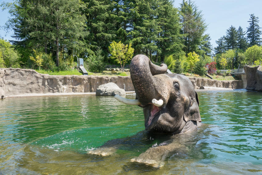 H_Elephant-Samson-swim-pool.jpg