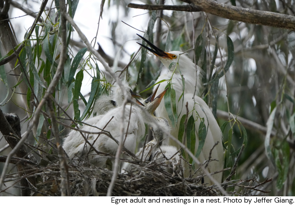 Egrets_Nest.png