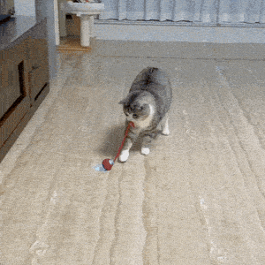 Gato brincando com a Bola Caçadora Inteligente