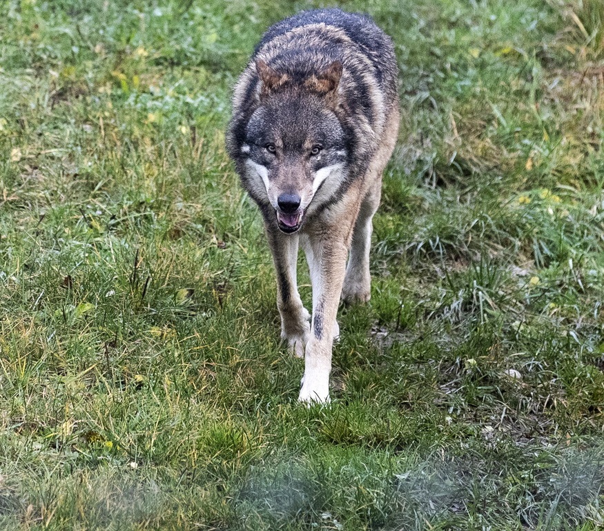 Wolf: Abschiessen oder schützen?